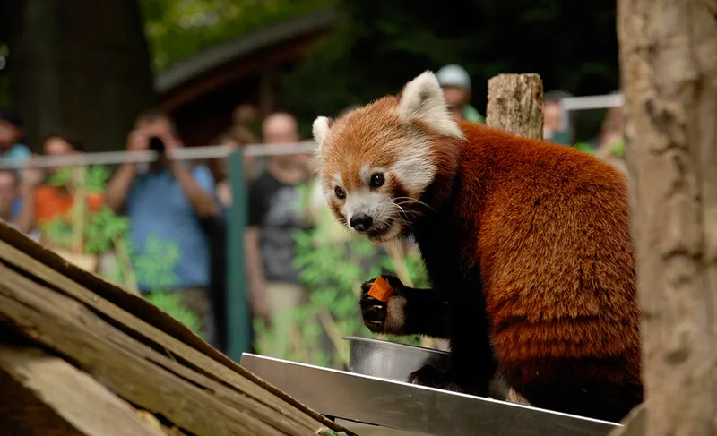 Naturschutz-Tierpark (Sở thú) Görlitz